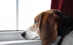 Desktop wallpaper. Dogs. ID:50048