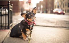 Desktop wallpaper. Dogs. ID:50135
