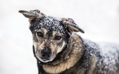 Desktop wallpaper. Dogs. ID:50144
