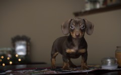 Desktop wallpaper. Dogs. ID:50148