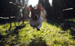 Desktop wallpaper. Dogs. ID:50177