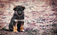 Desktop wallpaper. Dogs. ID:50183