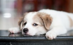 Desktop wallpaper. Dogs. ID:50189