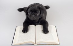Desktop wallpaper. Dogs. ID:50191