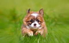 Desktop wallpaper. Dogs. ID:50244