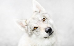 Desktop wallpaper. Dogs. ID:50279