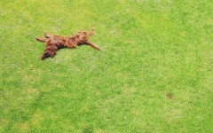 Desktop wallpaper. Dogs. ID:50300