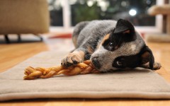 Desktop wallpaper. Dogs. ID:50306