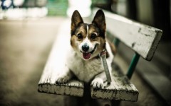 Desktop wallpaper. Dogs. ID:50322