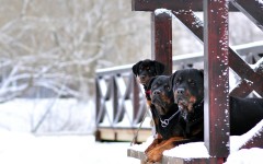 Desktop wallpaper. Dogs. ID:50331
