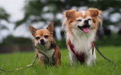 Desktop wallpaper. Dogs. ID:50341