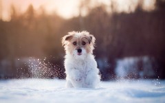 Desktop wallpaper. Dogs. ID:50360