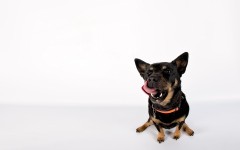 Desktop wallpaper. Dogs. ID:50364