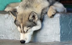 Desktop wallpaper. Dogs. ID:50368
