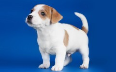 Desktop wallpaper. Dogs. ID:50370