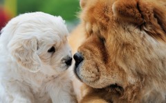 Desktop wallpaper. Dogs. ID:50394