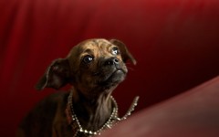 Desktop wallpaper. Dogs. ID:50409