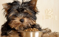 Desktop wallpaper. Dogs. ID:50410