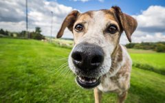 Desktop wallpaper. Dogs. ID:95034
