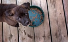 Desktop wallpaper. Dogs. ID:50535