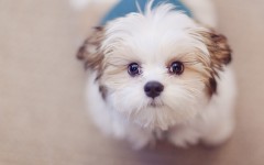 Desktop wallpaper. Dogs. ID:50542