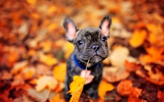 Desktop wallpaper. Dogs. ID:50587