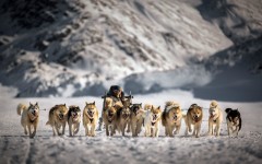 Desktop wallpaper. Dogs. ID:50588