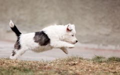 Desktop wallpaper. Dogs. ID:50590