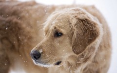 Desktop wallpaper. Dogs. ID:50628