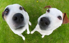 Desktop wallpaper. Dogs. ID:50693