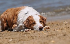 Desktop wallpaper. Dogs. ID:50696