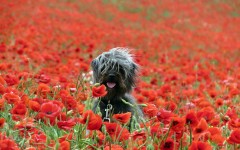 Desktop wallpaper. Dogs. ID:50790