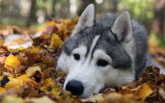 Desktop wallpaper. Dogs. ID:50829