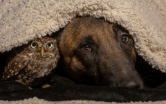 Desktop wallpaper. Dogs. ID:50835