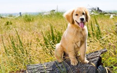 Desktop wallpaper. Dogs. ID:50849