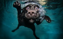 Desktop wallpaper. Dogs. ID:50851