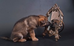 Desktop wallpaper. Dogs. ID:50940