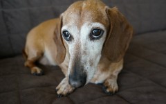 Desktop wallpaper. Dogs. ID:51000