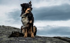 Desktop wallpaper. Dogs. ID:51037