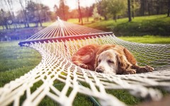 Desktop wallpaper. Dogs. ID:51135