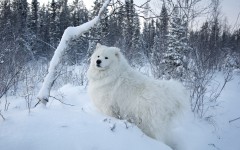 Desktop wallpaper. Dogs. ID:51164