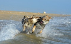 Desktop wallpaper. Dogs. ID:51166