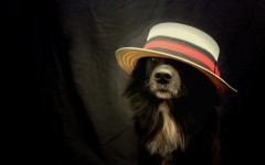 Desktop wallpaper. Dogs. ID:74718