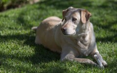 Desktop wallpaper. Dogs. ID:51248