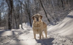 Desktop wallpaper. Dogs. ID:51322