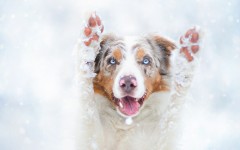 Desktop wallpaper. Dogs. ID:51684