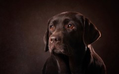 Desktop wallpaper. Dogs. ID:51725