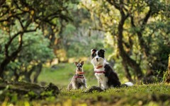 Desktop wallpaper. Dogs. ID:51727