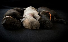 Desktop wallpaper. Dogs. ID:51728