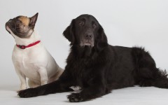 Desktop wallpaper. Dogs. ID:74719